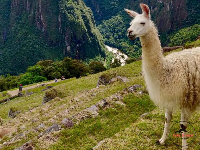 Alpacas grazing at Machu Picchu