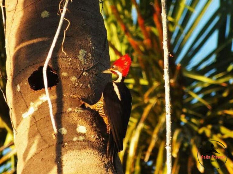 Crimson crested woodpecker pecking wood