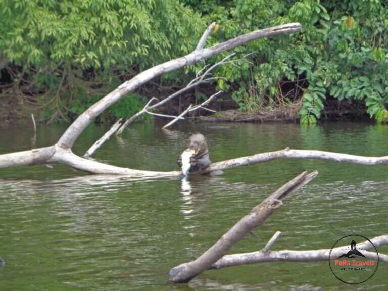 Giant otter eating in river