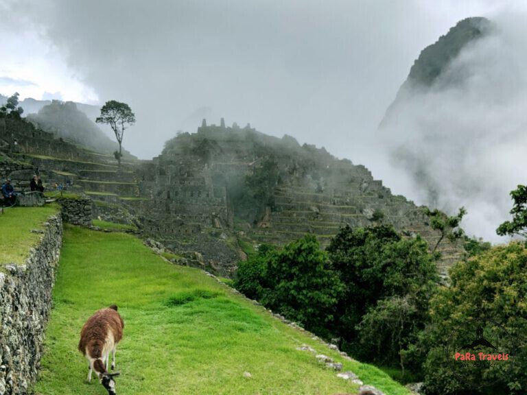 Grazing llama in Machu Picchu city