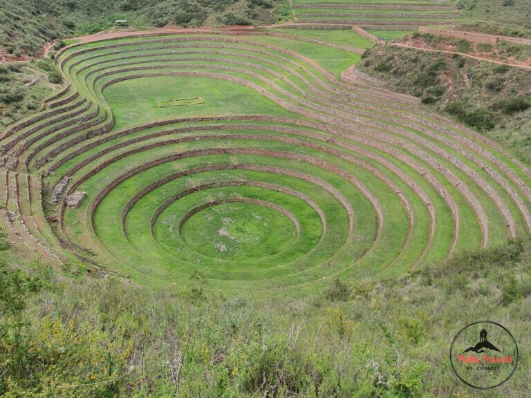 Green Moray Inca labaratory
