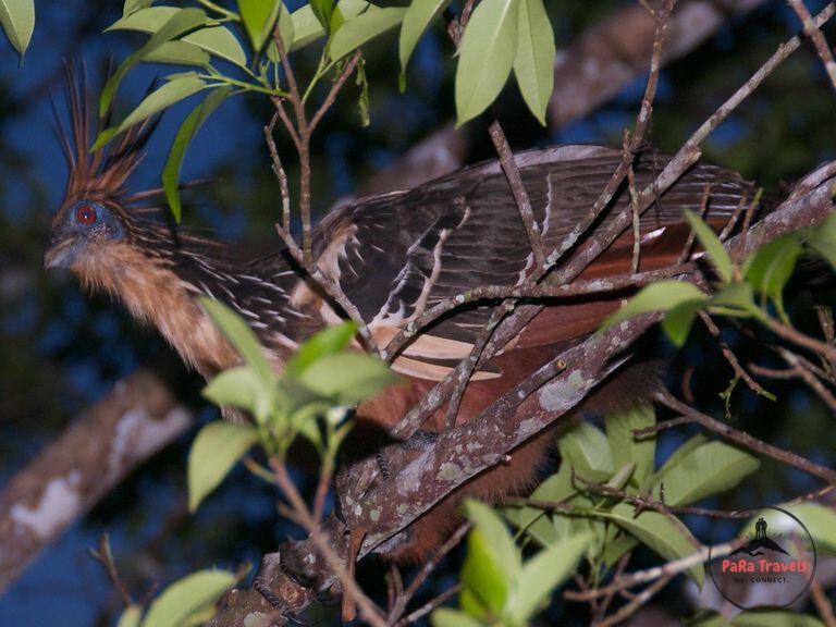 Hoatzin bird Iquitos