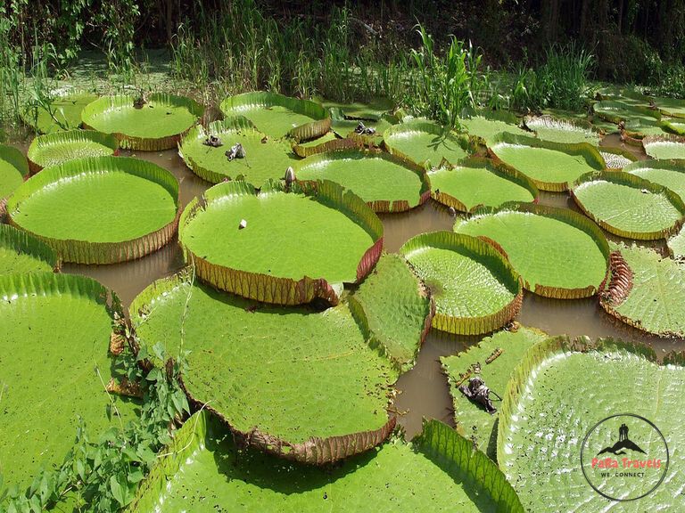 Huge water lilies Iquitos
