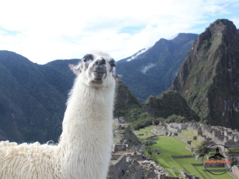 Llama in Machu Picchu city