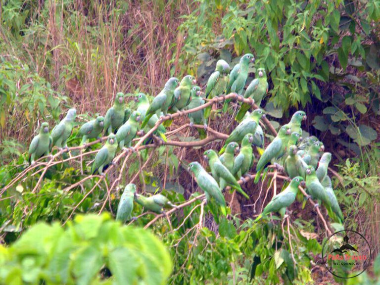 Parrots Tambopata