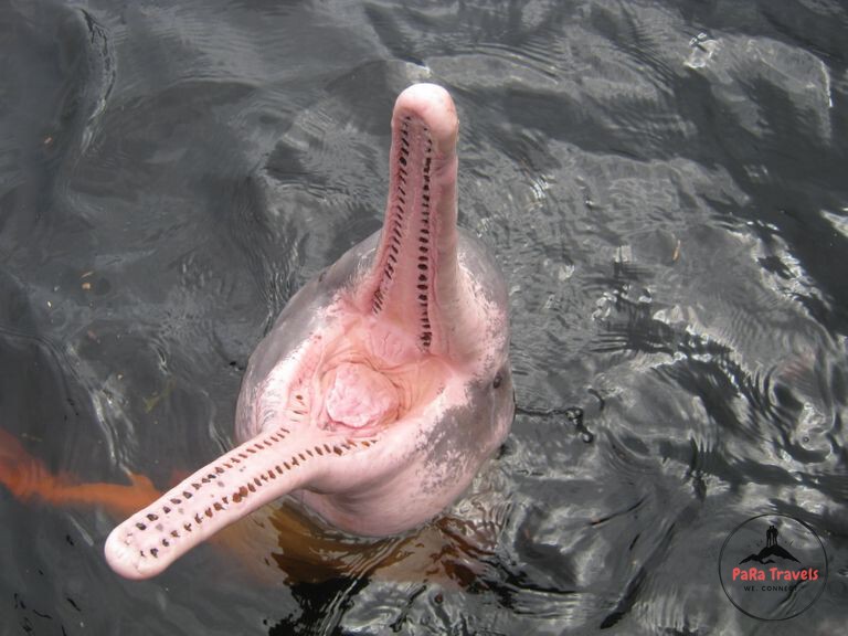 River dolphin with mouth open