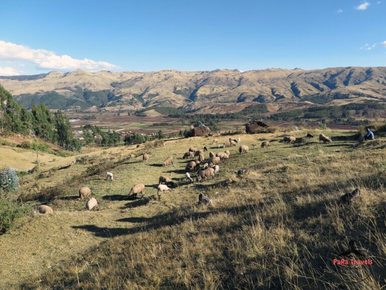 Sacred Valley grazing llamas