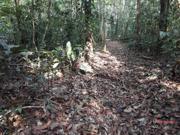 Snake crossing jungle path