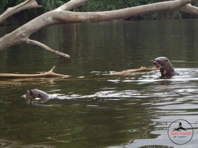 Swimming otters
