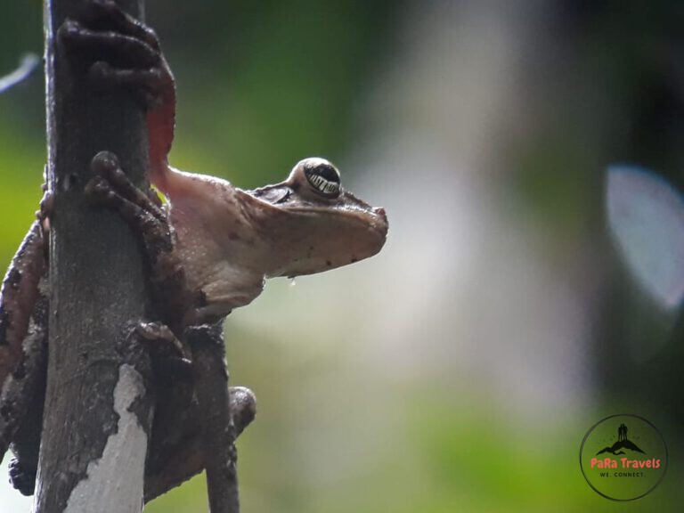 Tambopata frog close-up